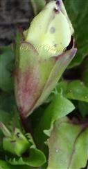  Calyx